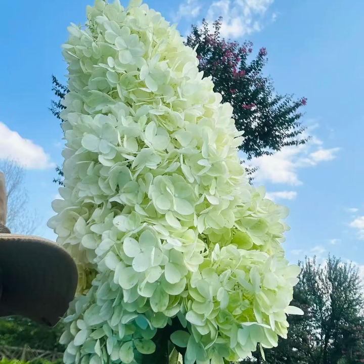 【雪峰圆锥绣球】3.5加贵州露天圆锥初开白色后期会变粉生花苞发货