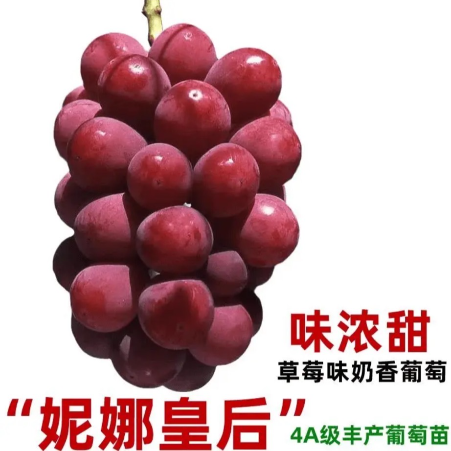 一物一排南北方均可种植直播间选择好下单修剪叶子发货