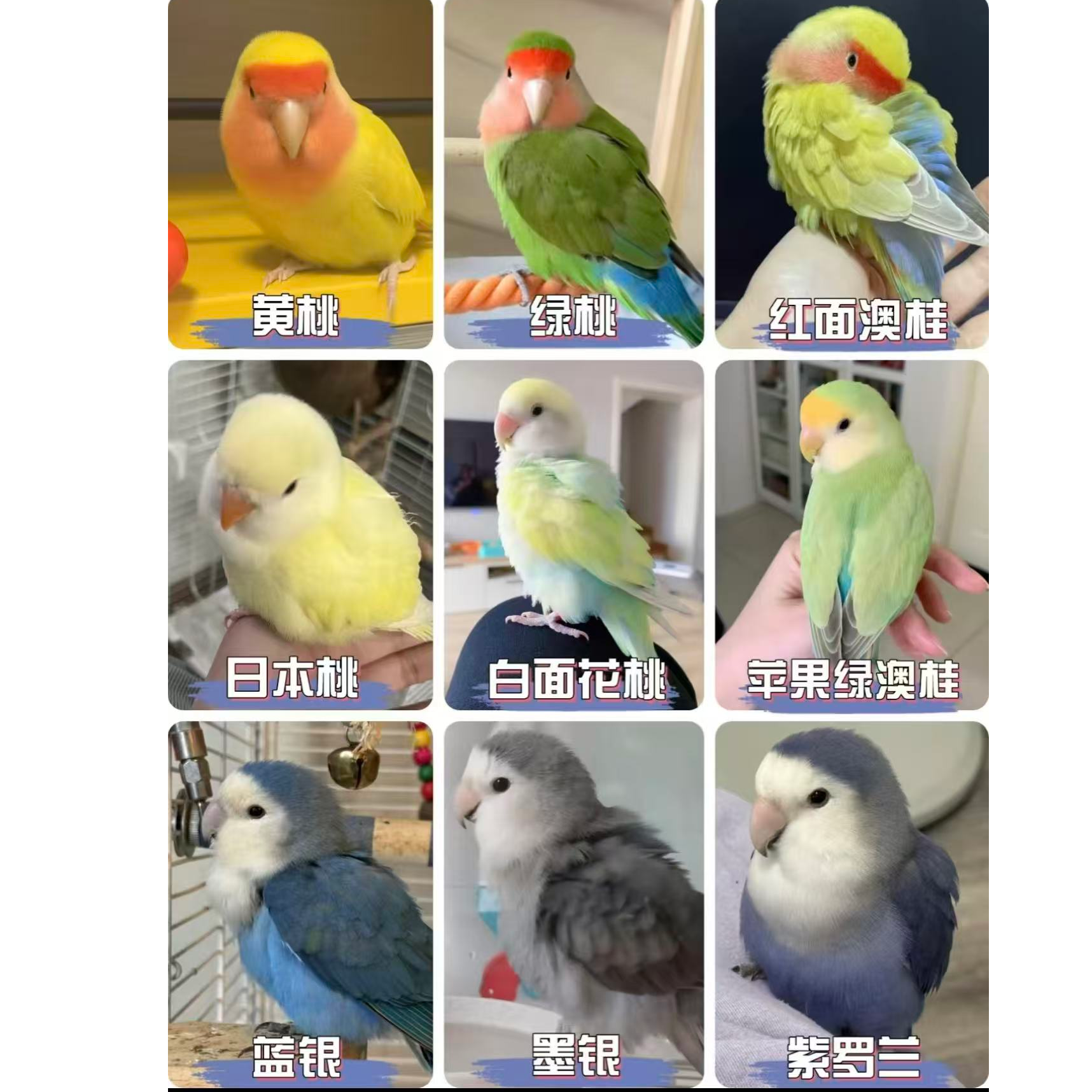 牡丹鹦鹉幼鸟，手养面类牡丹