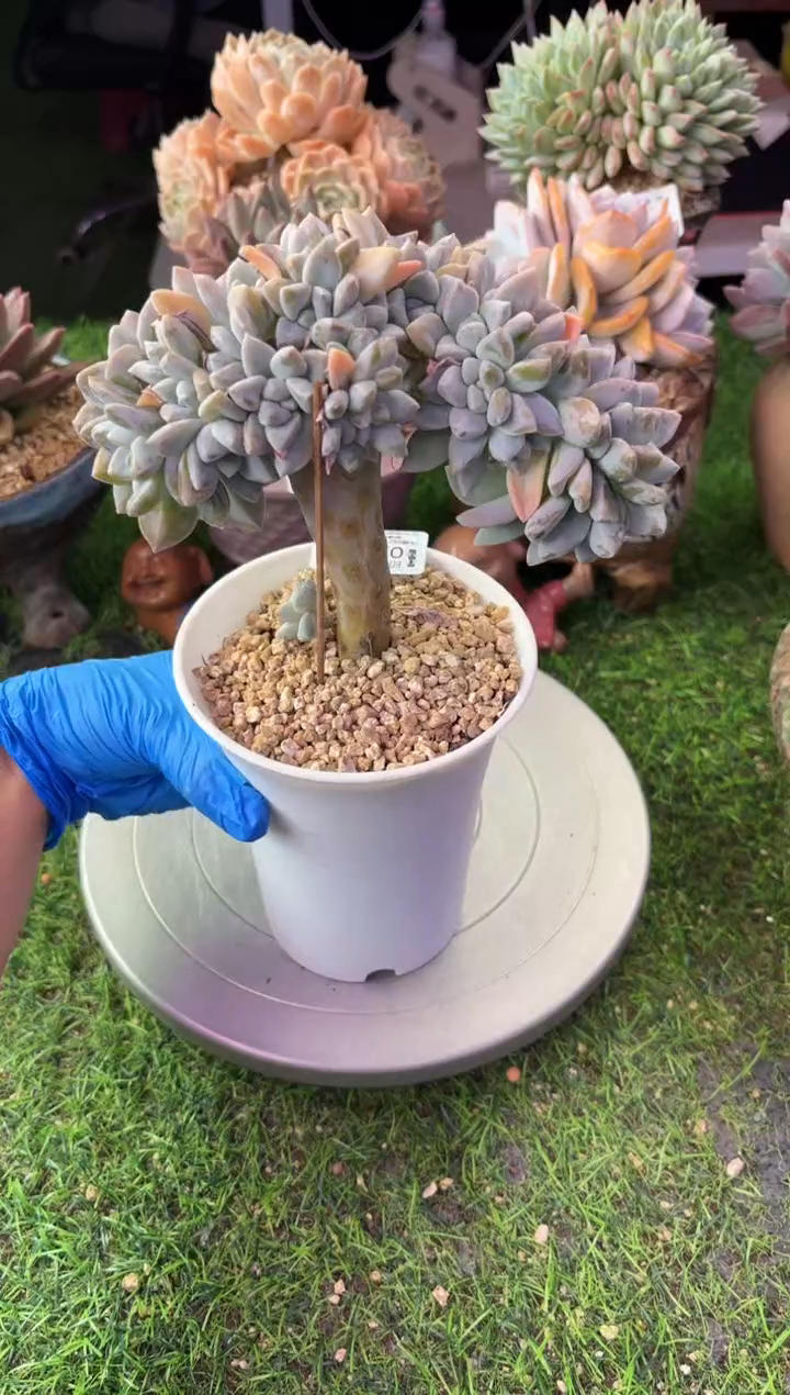 昆明印象多肉02457