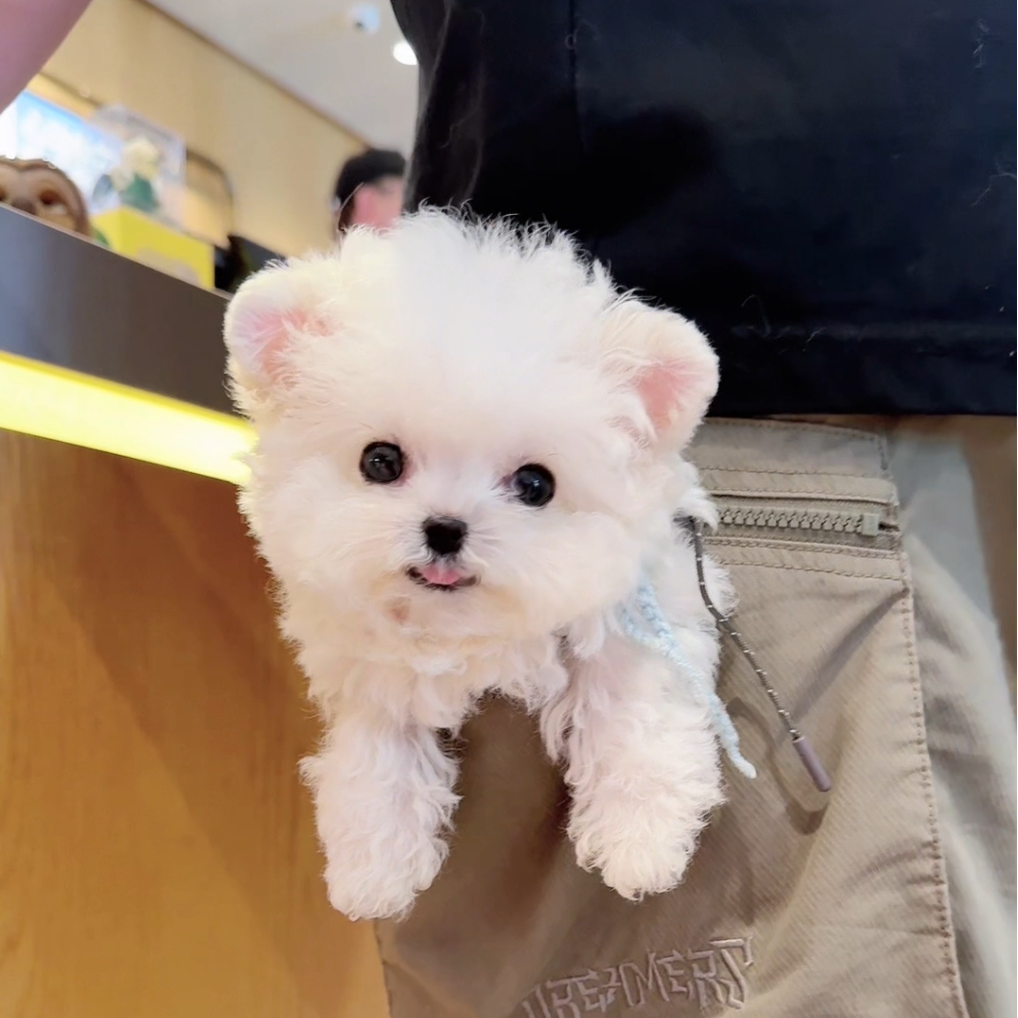 恩宠有家狗狗自提链接