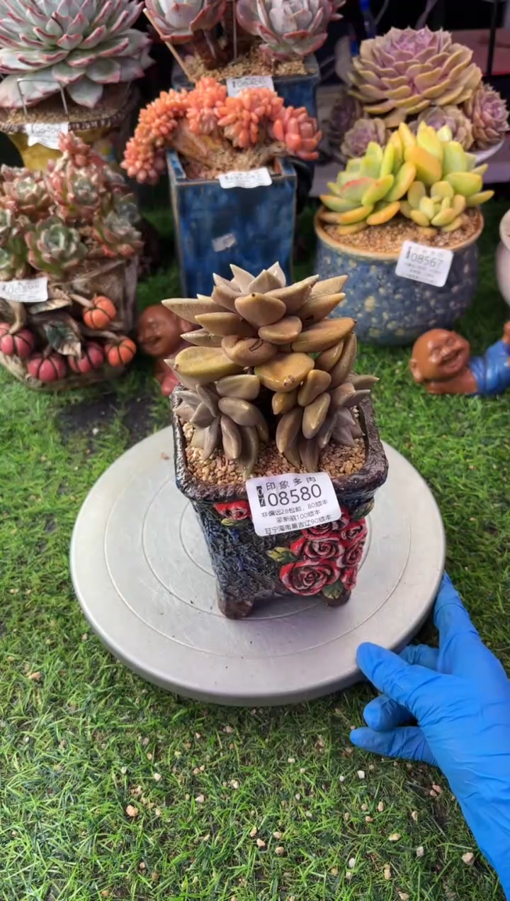 昆明印象多肉08580