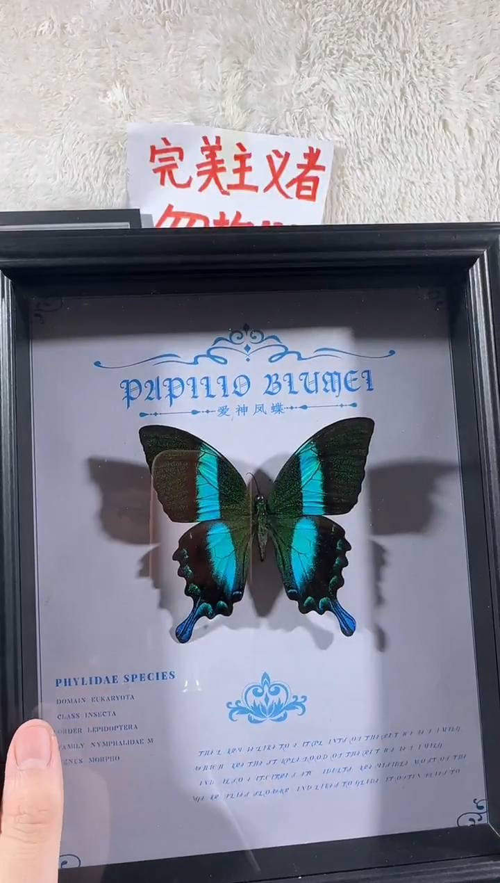 爱神凤蝶艺术款   