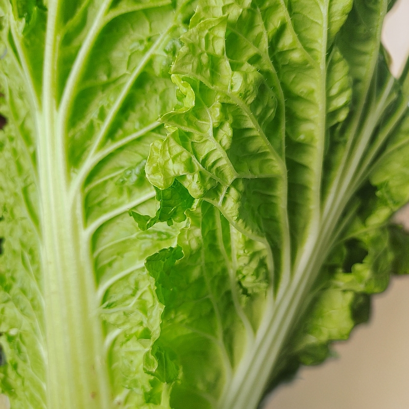 农家爷爷奶奶自种白菜包邮