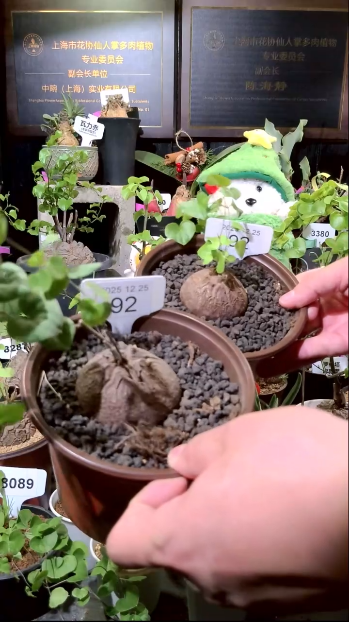 92号1225福利南非龟甲龙买一送一