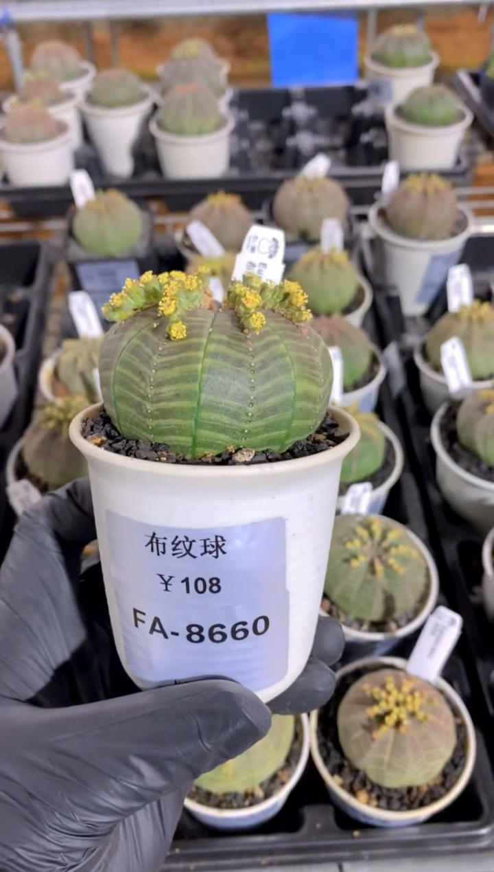 【闪购商品】布纹球FA-8660