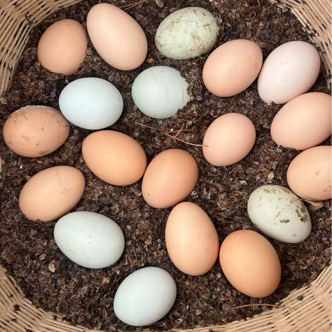 四川农家散养土鸡蛋
