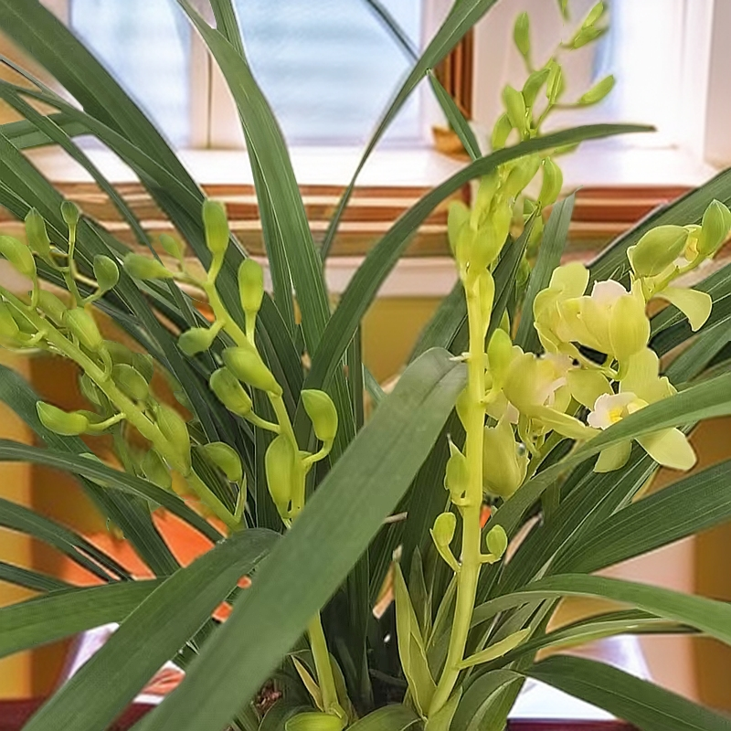 带花苞2-3花高端精品【香水香兰】清香型兰花室内好养花卉