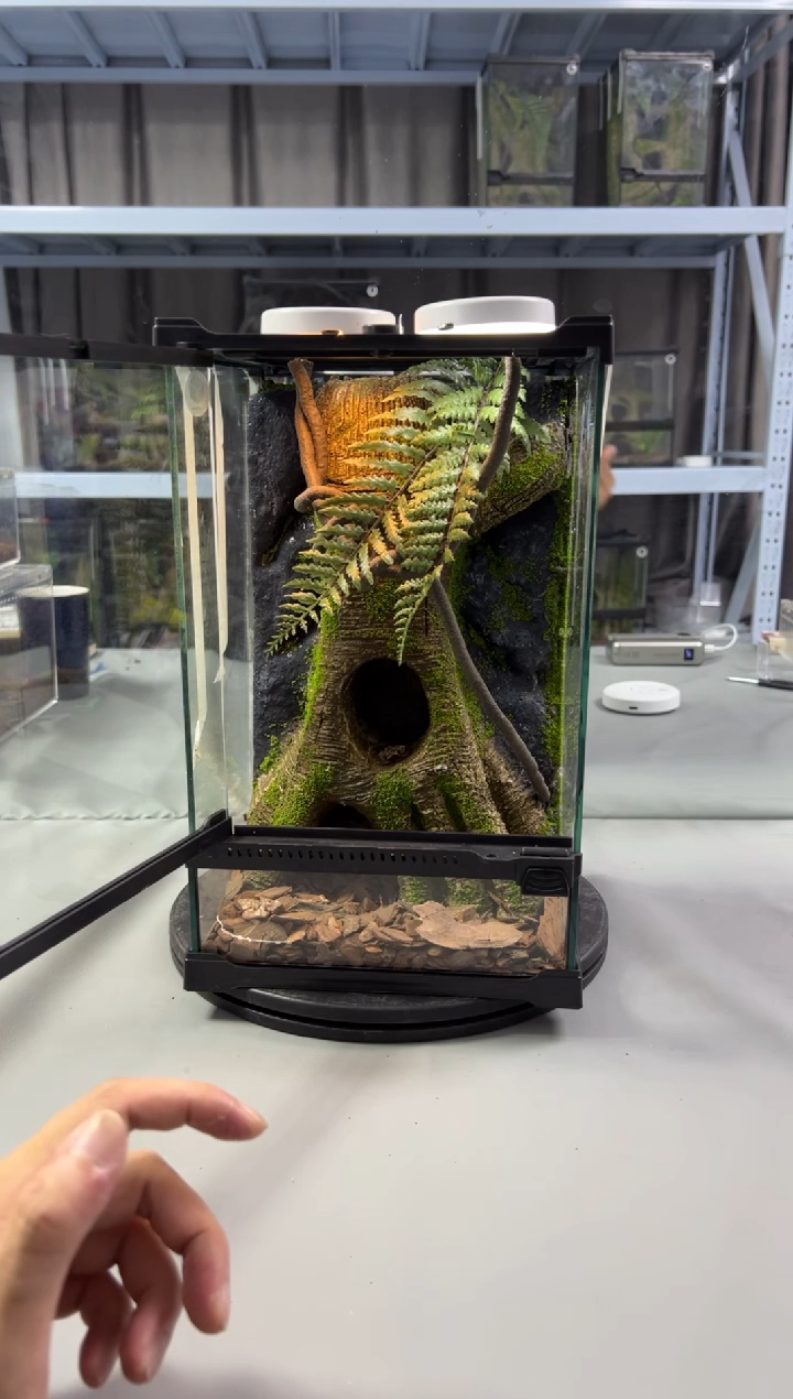玻璃【长20宽20高30】爬宠造景缸睫角守宫树栖蜘蛛饲养箱爬宠爬虫缸