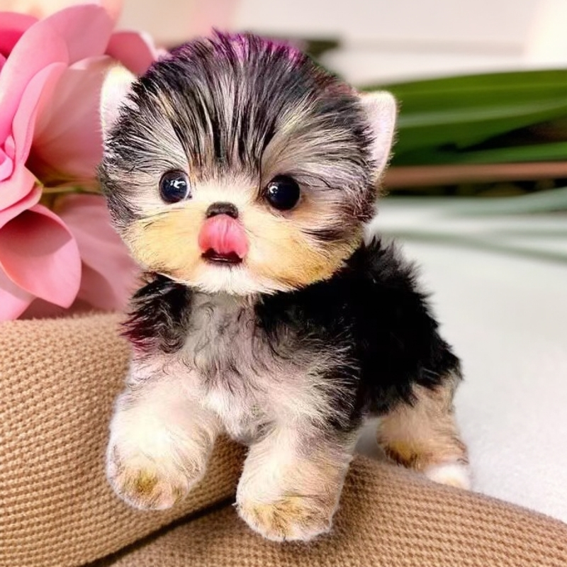 【九品】纯种小体约克夏犬金头银背长不大雪白银茶杯犬宠物狗幼犬