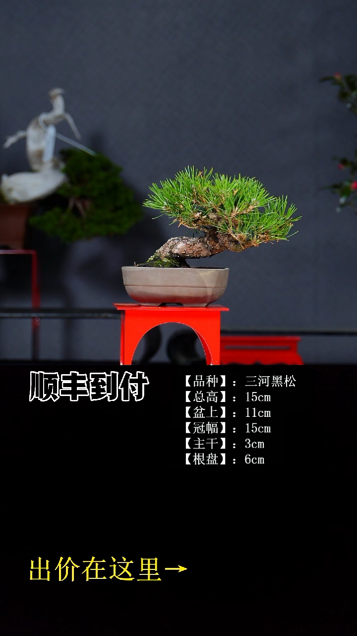 无花朵三河黑松 不包邮