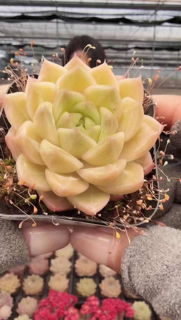 东云多肉园新款-373