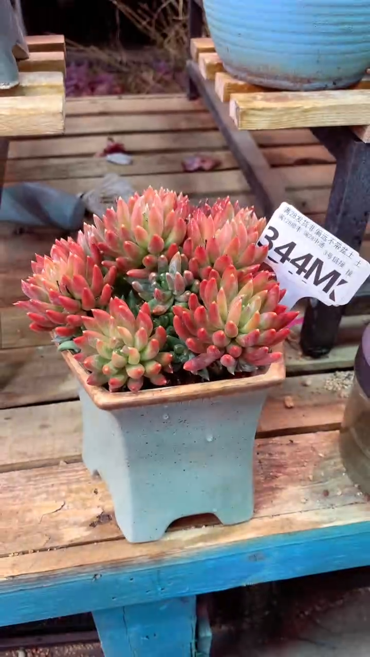 344M（一物一拍，精品多肉，所见即所得 ）