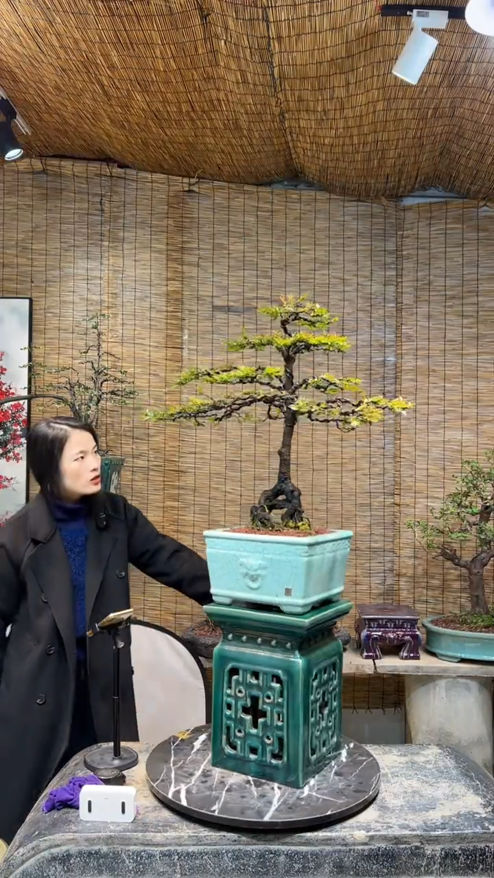 【闪购商品】黑骨茶盆景