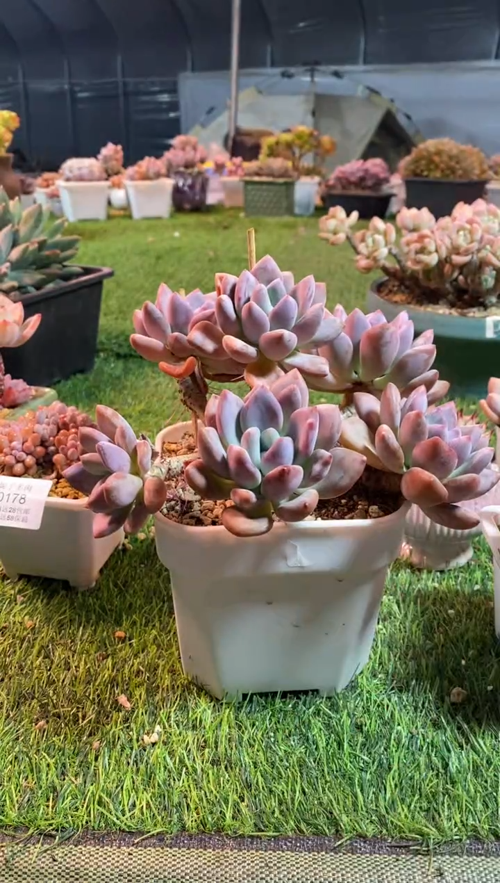 【闪购商品】0180a