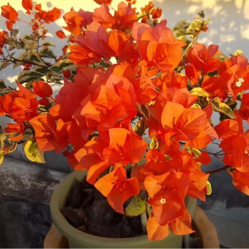 带花或者带花苞【橙冰】【粗杆】【包售后一个月】【包对版】三角梅