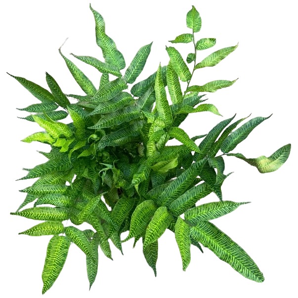 斑马蕨室内耐阴净化空气四季常青观叶绿植盆栽