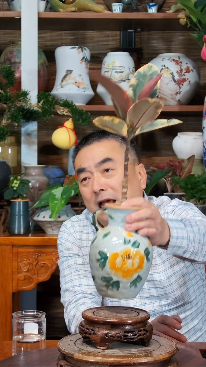 全部花苞笨**笨水之韵水培红掌*4