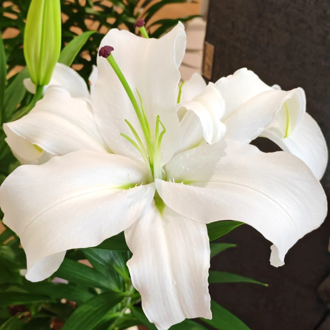 【源头优选】桑坦德香水百合 任意2单鲜花包邮 发货后不支持退款