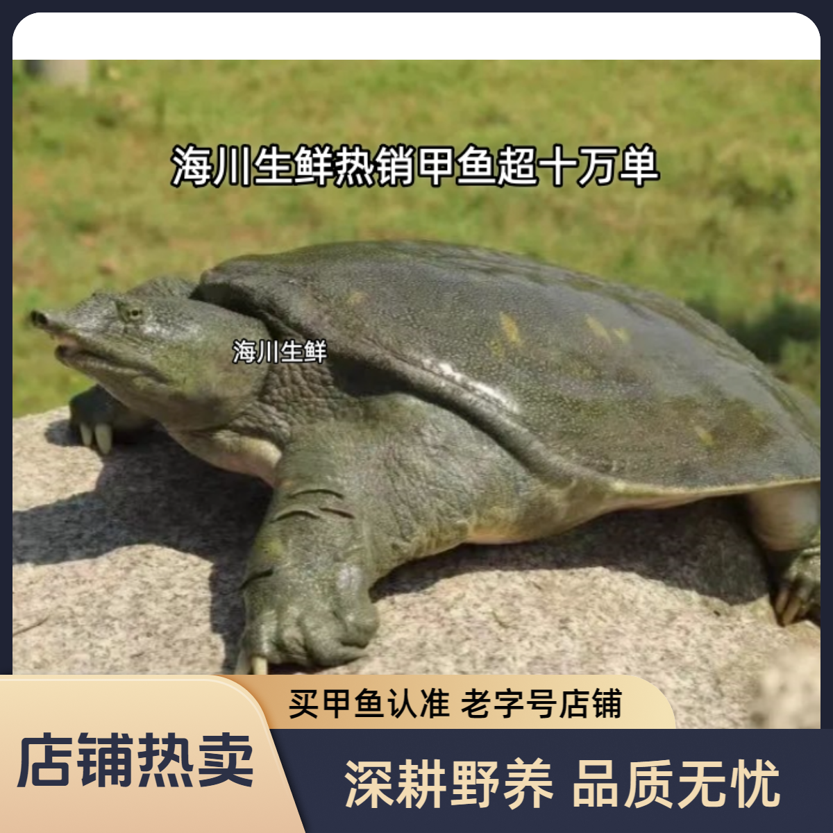 外塘青黄背白底仿野可食用大甲鱼老甲鱼包邮包活