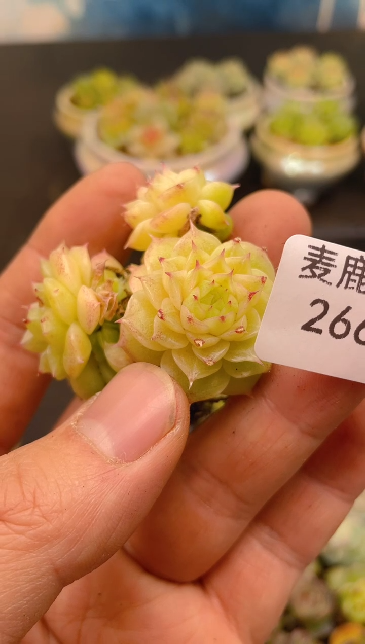 266孤品    一物一拍