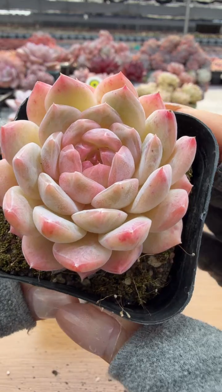 东云多肉园二店-91