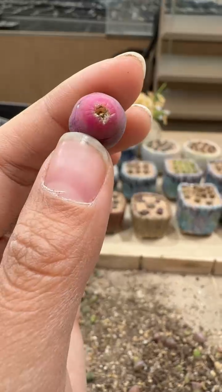 28-75多肉植物肉锥