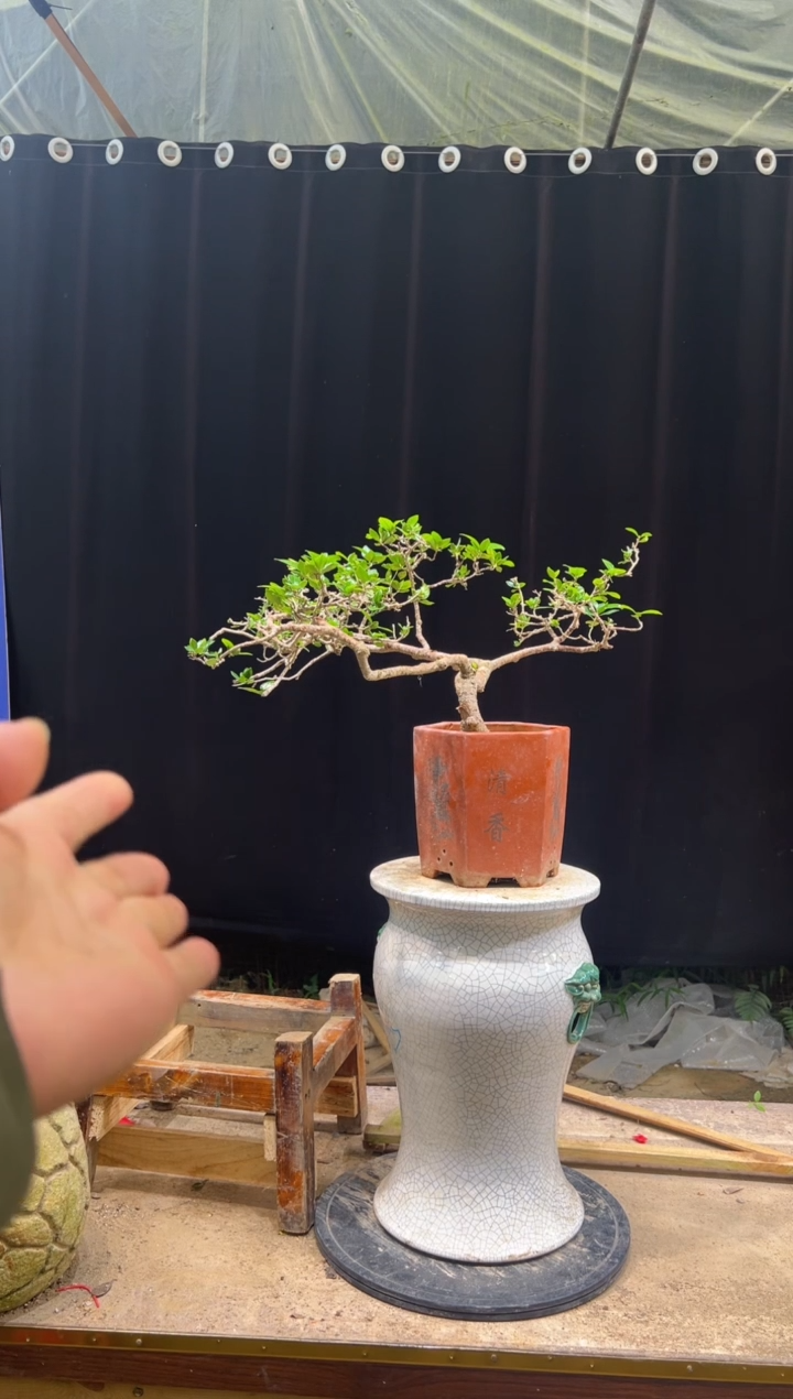 无花朵山****厂海岛栀子花