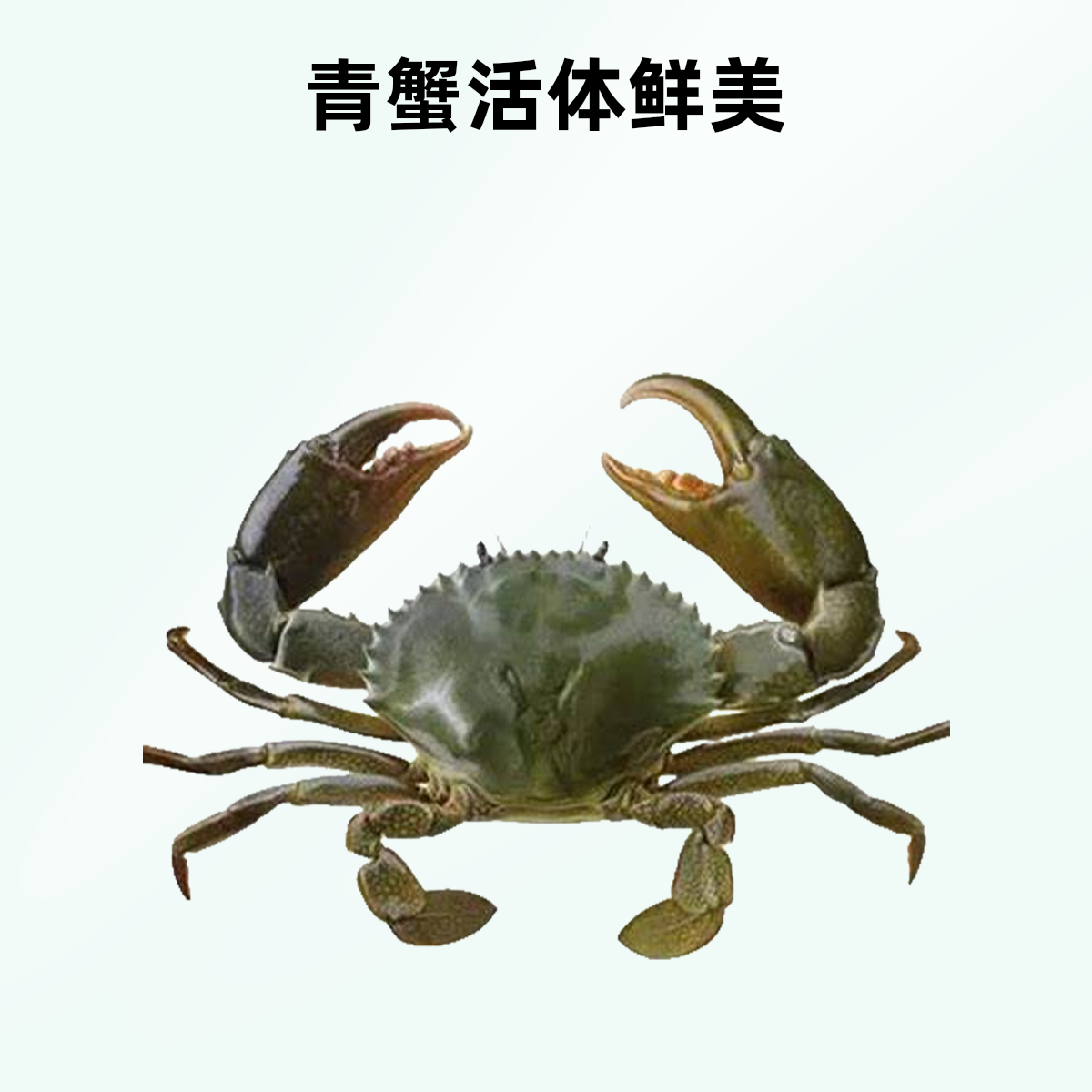 魏来【货发出概不拒收】特大公蟹海蟹肉满[介意断脚慎拍.勿放冰箱]