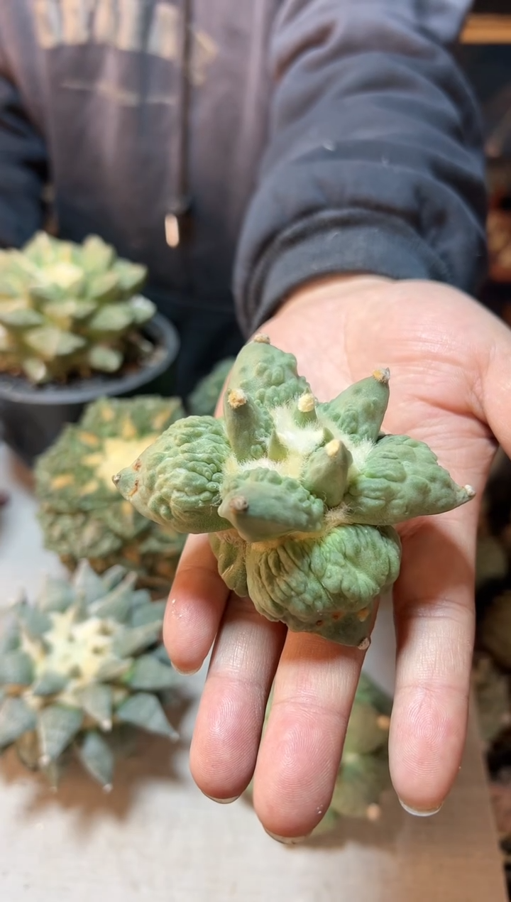 【闪购商品】晚5号村主怒无根8.6公分