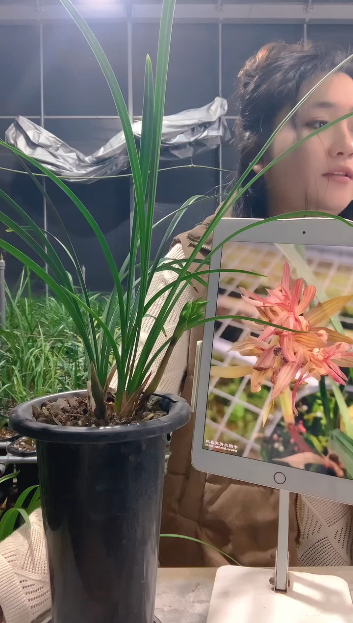 大部分开放少量花苞长****友红花开富贵