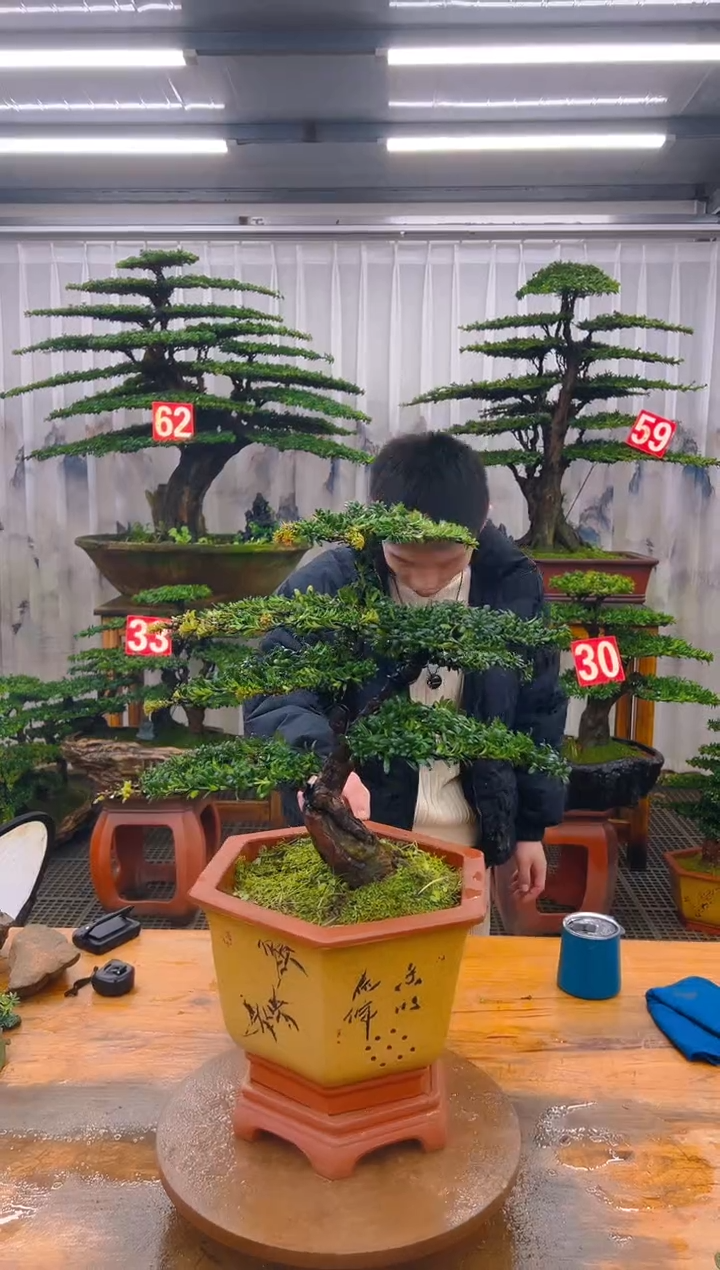 无花朵精品盆景直播间一物一拍