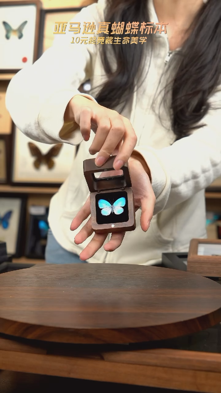 天空蓝优雅灰蝶胡桃木款