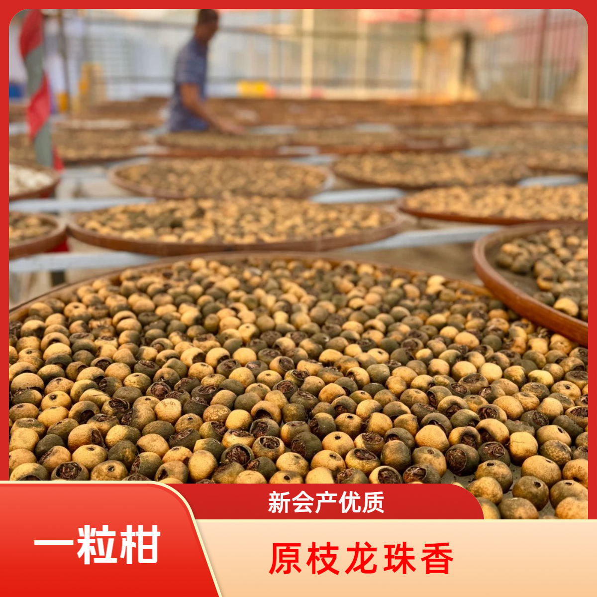一粒柑【阳光沐浴好茶】2025年东甲大方冲原枝龙珠全生晒白茶小青柑
