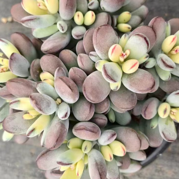 乒乓福娘锦 新手好养精品多肉绿植 园艺种植多肉