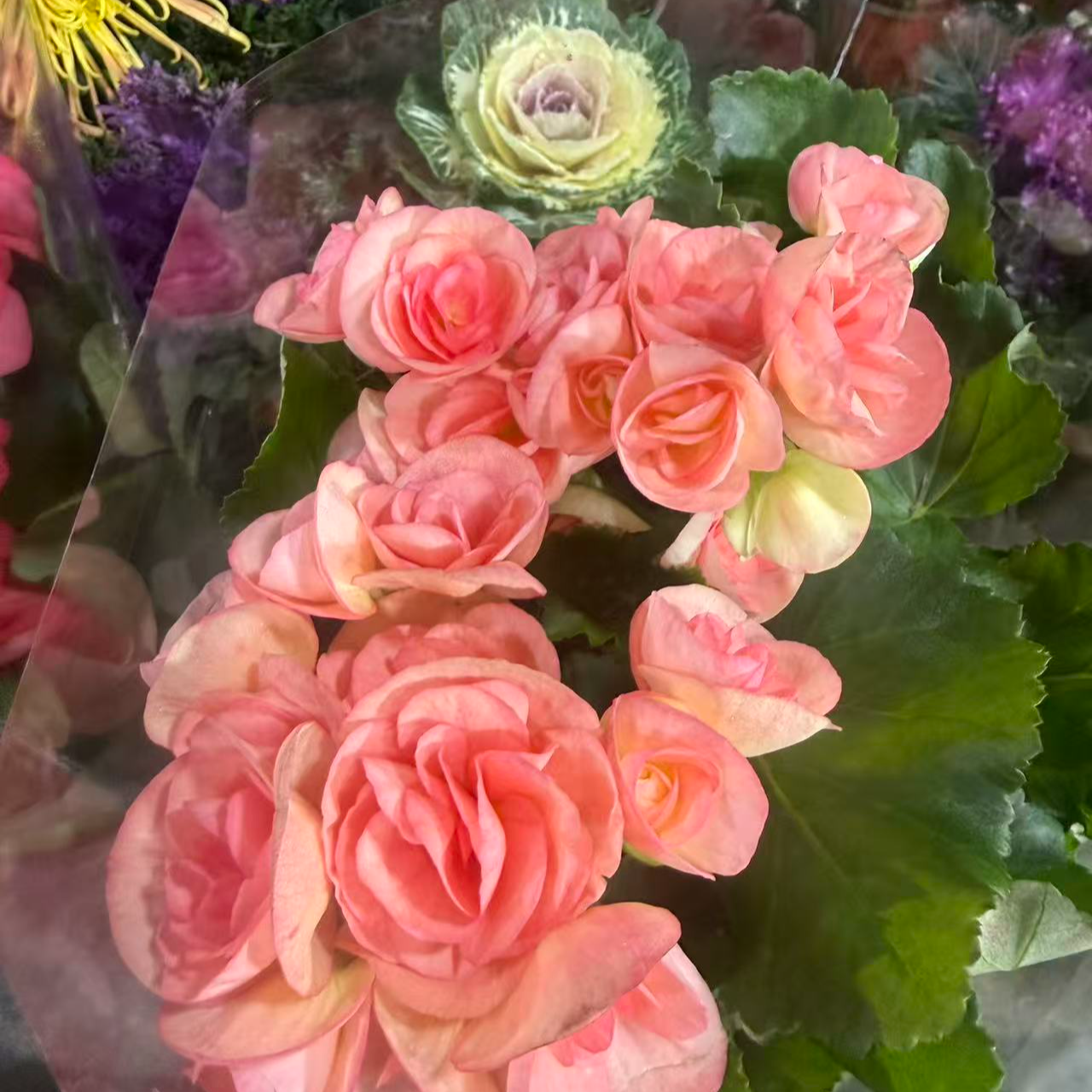 红色四季开花重瓣丽格海棠盆栽带花发货室内好养花卉