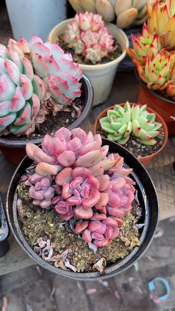 【闪购商品】14088