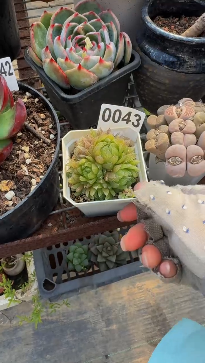 【闪购商品】0043玉露群