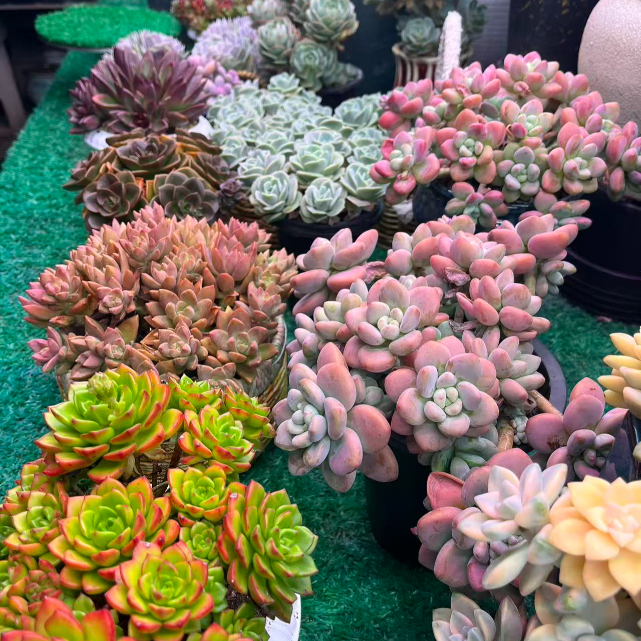 【集合链接29】黄大锤多肉阳台露台植物栽种养护
