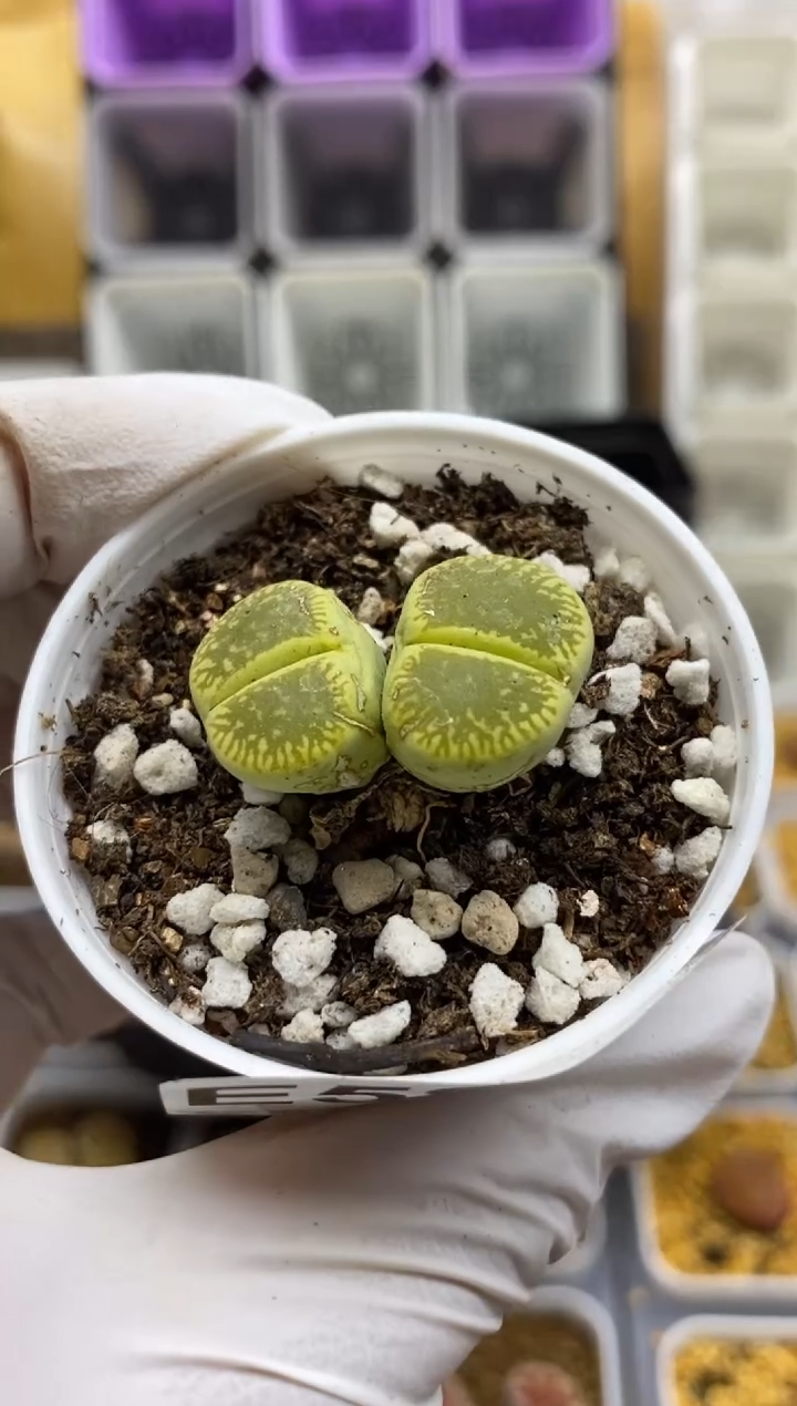 5958直播间一物一拍