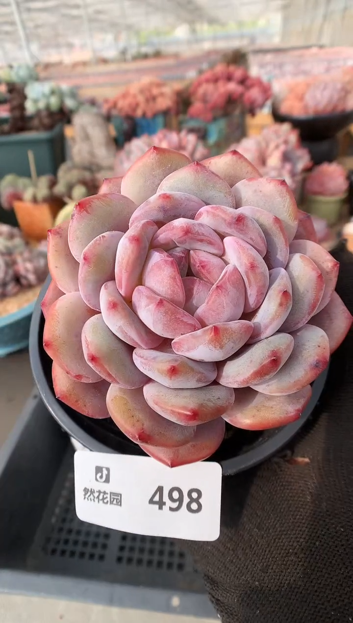 【闪购商品】498星影一物一拍