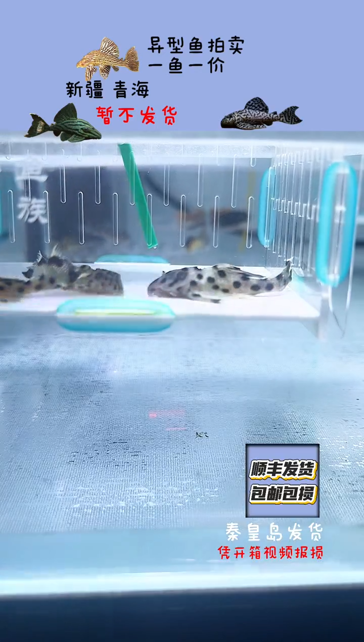 清道夫鱼3.5+不包入缸损65