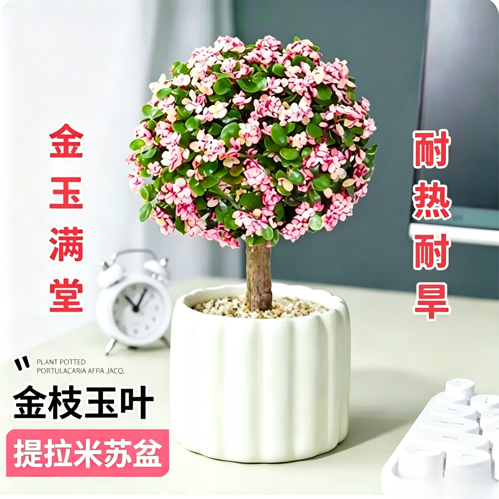 金枝玉叶盆栽手捧花室内客厅阳台桌面好养四季常绿多肉绿植花卉