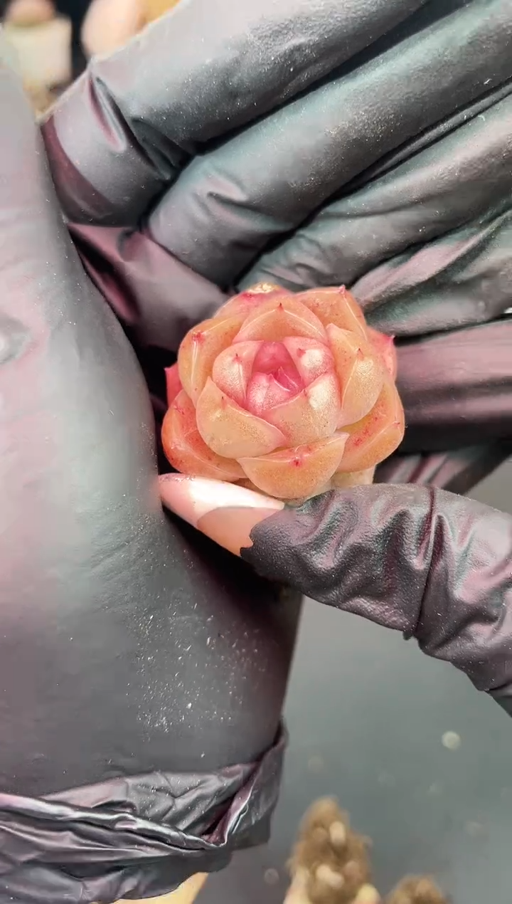 闪购1342  粉麦秆多肉一颗  3-3.5厘米