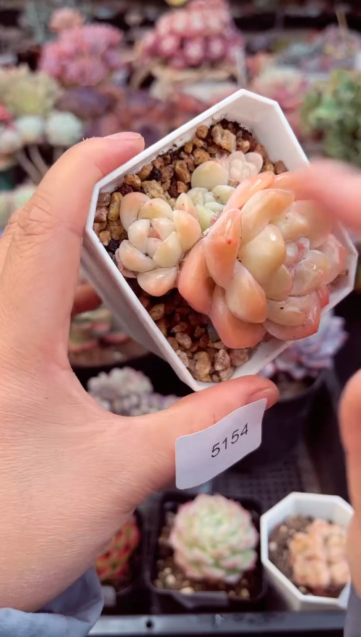 【闪购商品】5154冰玉多肉