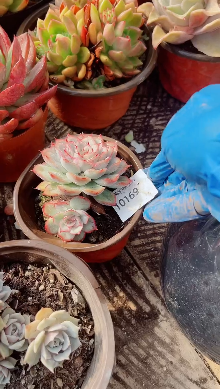 沉**香跃跃精品多肉10169