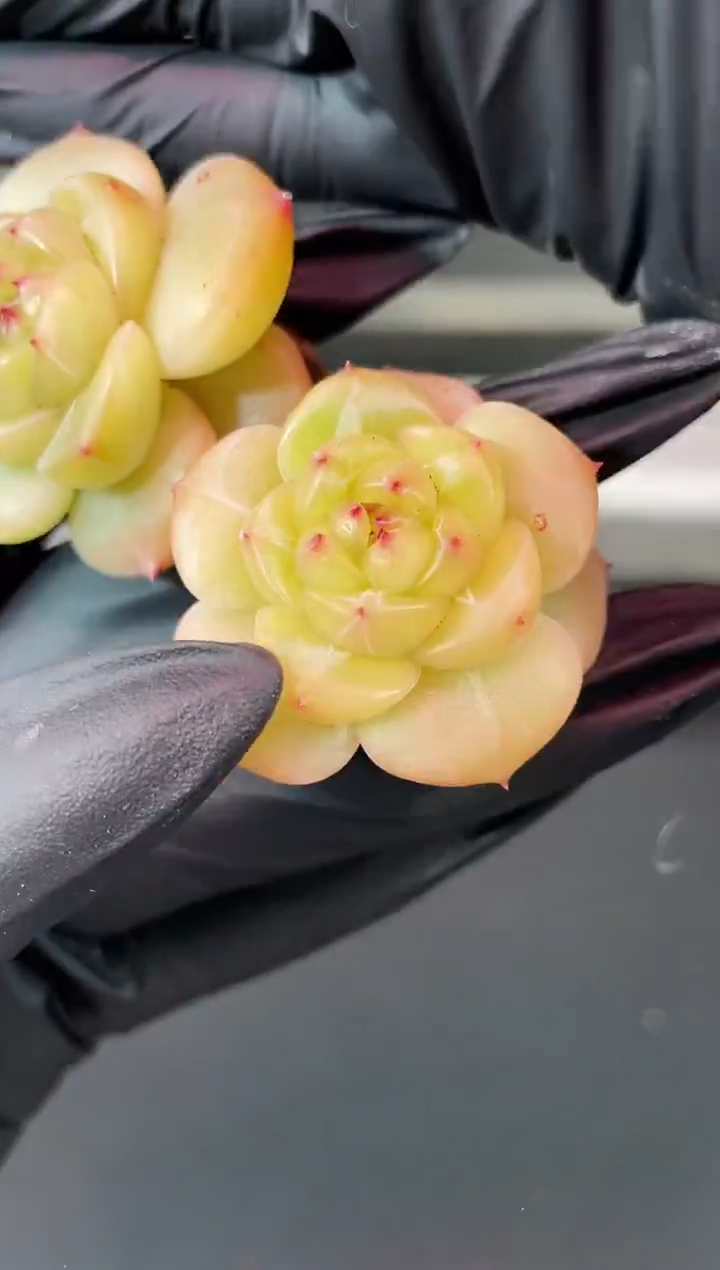 闪购1398  露华浓多肉一颗  3.8-4厘米