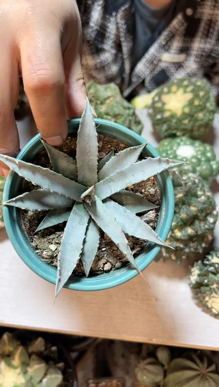 【闪购商品】30号实生妖炎10公分