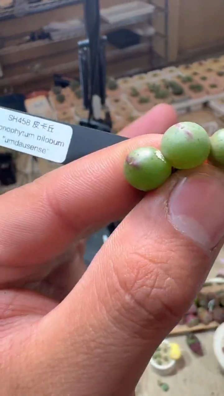 21多肉植物肉锥SH458皮卡丘一颗