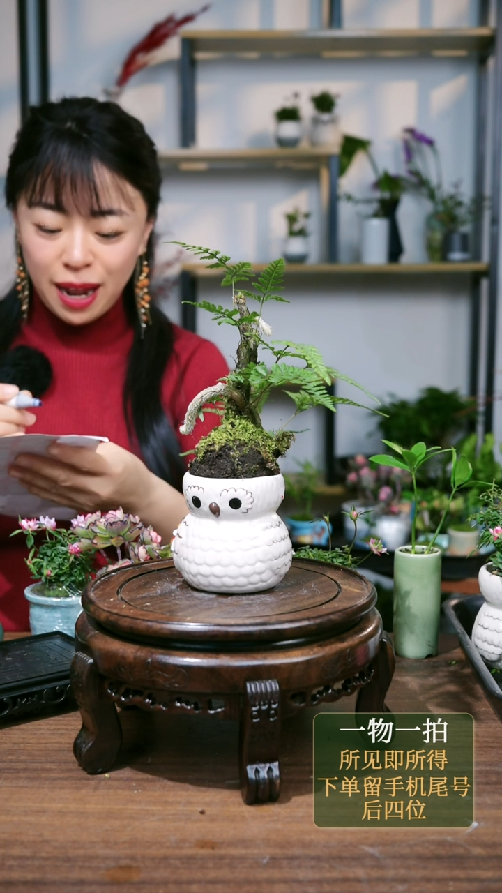 【闪购商品】77--7480红稚莲多肉黄